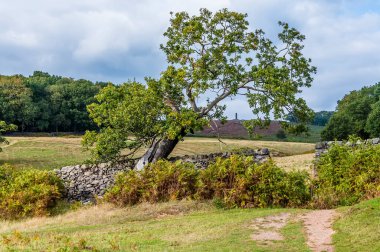 Bradgate Park, Leicestershire, İngiltere 'deki Old John Folly' ye doğru sonbaharda bir manzara