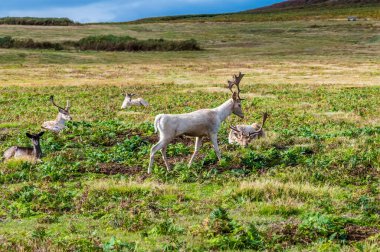 Bradgate Park, Leicestershire, İngiltere 'de sonbaharda arkadaşları olan bir erkek geyik.