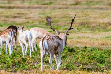 Bir erkek geyik sürüyü sonbaharda İngiltere 'nin Leicestershire kentindeki Bradgate Parkı' nda yönlendirir.