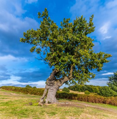 Bradgate Park, Leicestershire, İngiltere 'de sonbaharda eski bir meşe ağacının manzarası