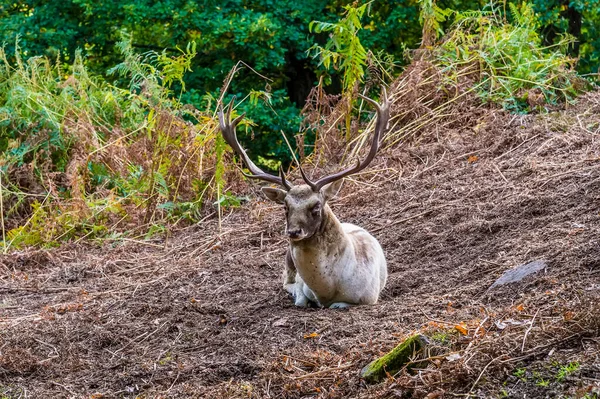 Veduta Cervo Che Riposa Bradgate Park Leicestershire Regno Unito Autunno — Foto Stock