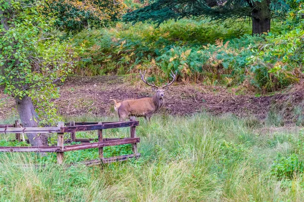 秋季英国莱斯特郡布拉德盖特公园林河边一只公鹿的照片 — 图库照片
