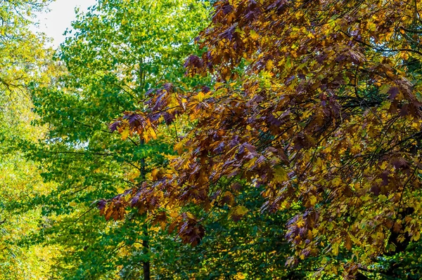 stock image A spectrum of autumn colours in a forest near to Arundel, Sussex, UK in Autumn