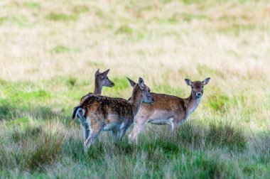 Sonbaharda Arundel, Sussex, İngiltere yakınlarındaki park alanında bir grup dişi geyiğin görüntüsü
