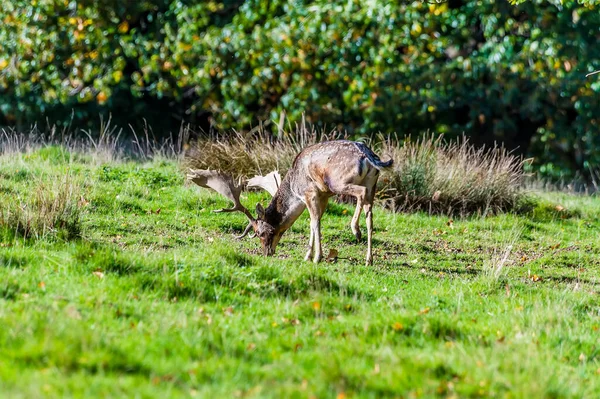 Una Vista Ciervo Pastando Parque Cerca Arundel Sussex Reino Unido — Foto de Stock