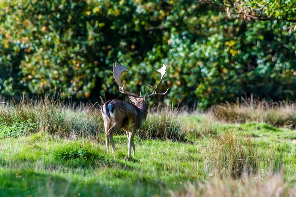 Una Vista Ciervo Caminando Parque Cerca Arundel Sussex Reino Unido — Foto de Stock