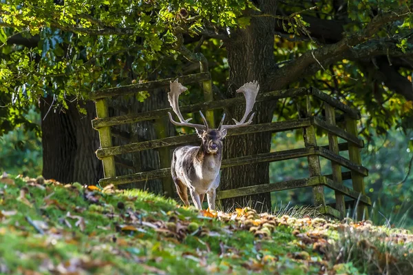 Ein Blick Auf Einen Hirsch Von Einem Hügel Einem Park — Stockfoto