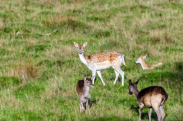 Una Vista Una Alerta Ciervo Hembra Parque Cerca Arundel Sussex — Foto de Stock