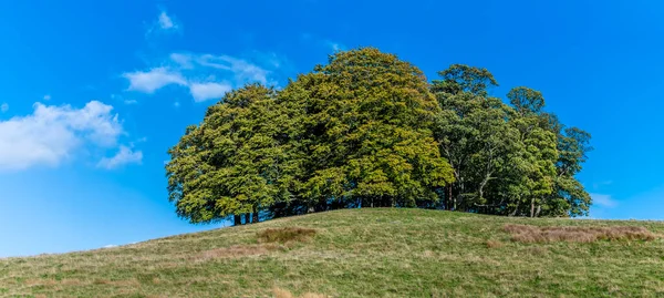 在英国苏塞克斯市Arundel附近的混合公园里 可以俯瞰一座小山 — 图库照片