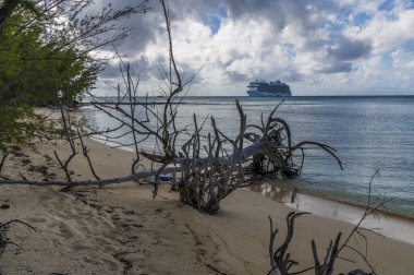 A view past dead trees along a deserted beach on the island of Eleuthera, Bahamas on a bright sunny day