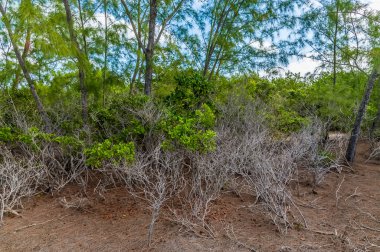A view of the green shoreline on a deserted beach on the island of Eleuthera, Bahamas on a bright sunny day