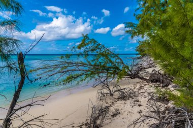 A view from a tree lined deserted beach on the island of Eleuthera, Bahamas on a bright sunny day