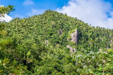 A view towards a mountain peak in the tropical rainforest in Puerto Rico on a bright sunny day