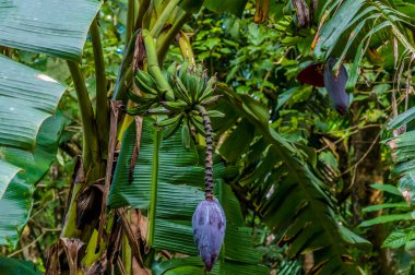 A view of dwarf banana plants on Mount Isabella in the Dominion Republic on a bright sunny day