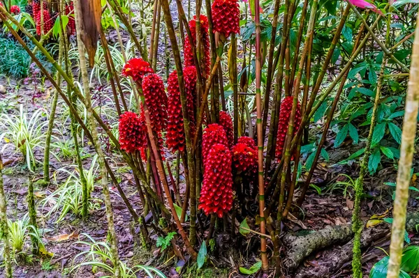 A view of Torch Ginger Plants on Mount Isabella in the Dominion Republic on a bright sunny day