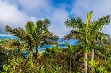 A view of palm trees from the footbridge at the summit of Mount Isabella in the Dominion Republic on a bright sunny day