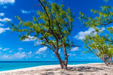 A view past a tree offshore on the island of Grand Turk on a bright sunny morning