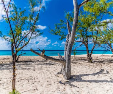A view past a dead tree offshore on the island of Grand Turk on a bright sunny morning