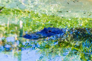 A view of an alligator surfacing in a pool near Fort Lauderdale, Florida on bright sunny day