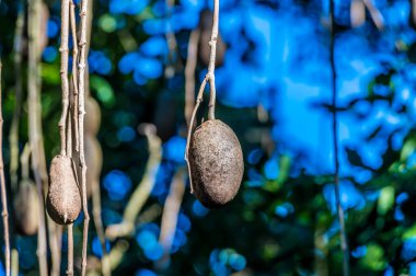 A view of an African sausage tree growing in a park near Fort Lauderdale, Florida on bright sunny day