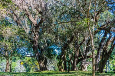 A view of Live Oak trees in a park near to Fort Lauderdale, Florida on bright sunny day