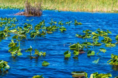 A view of water lilies in channel in the Everglades, Florida on bright sunny day