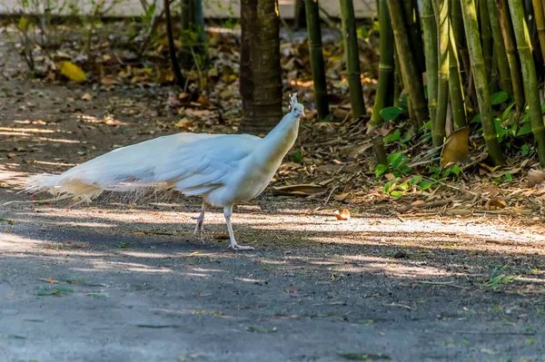 A view of a female peacock strolling in a park near Fort Lauderdale, Florida on bright sunny day