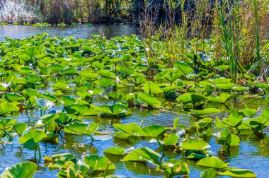 A view of water lilies lit by sunshine in a channel in the Everglades, Florida on bright sunny day