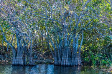 A view of a cluster of mangrove trees in a channel in the Everglades, Florida on bright sunny day