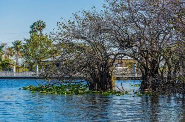 A view of mangrove trees beside a dock in the Everglades, Florida on bright sunny day