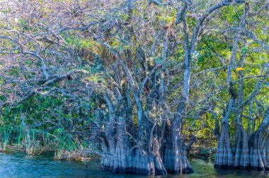 A close up view of a cluster of mangrove trees in a channel in the Everglades, Florida on bright sunny day