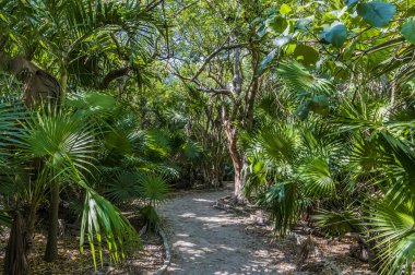 Güneşli bir günde Meksika 'nın Tulum kentindeki Maya yerleşimine giden yolun manzarası.