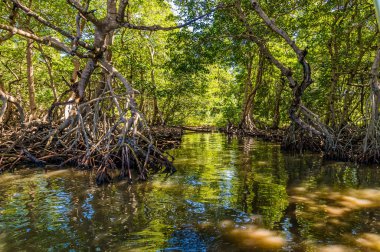 Güneşli bir günde Roatan Adası 'ndaki West Bay' in yanındaki bir koyda bir mangrov kanalı manzarası.