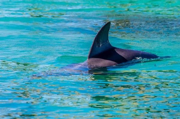 天气晴朗的罗丹岛上靠近西湾的海豚图片 — 图库照片