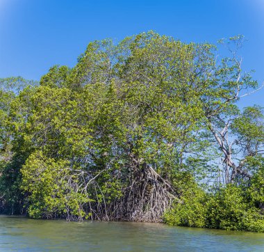 Belize 'deki Belize Nehri' nin kıyısındaki ağaçların ve mangrovların manzarası güneşli bir günde denizden geliyor.