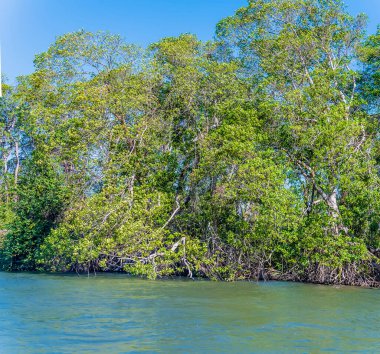 Belize City yakınlarındaki Belize Nehri 'nin kıyısındaki bitki örtüsü güneşli bir günde Belize' den deniz manzarası.