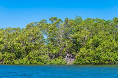 Belize nehrinin kıyısında, Belize 'nin ağzında güneşli bir günde denizden bir manzara.