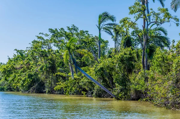 stock image A view of palm trees on the banks of the Belize River in Belize on a sunny day