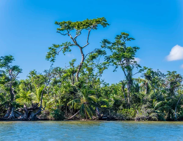 Belize Deki Belize Nehri Nin Kıyısındaki Uzun Ağaçların Manzarası Güneşli — Stok fotoğraf