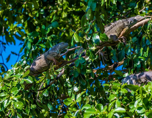Una Vista Ravvicinata Delle Iguane Verdi Sugli Alberi Sulle Rive — Foto Stock