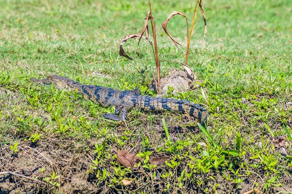 Вид Крокодила Морелец Берегу Белиза Солнечный День — стоковое фото