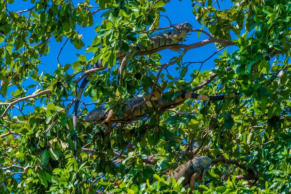 벨리즈의 벨리즈 강변에 나무에 이구아나의 — 스톡 사진