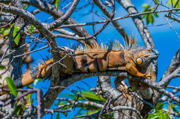 Uma Vista Perto Uma Iguana Masculina Uma Árvore Nas Margens — Fotografia de Stock
