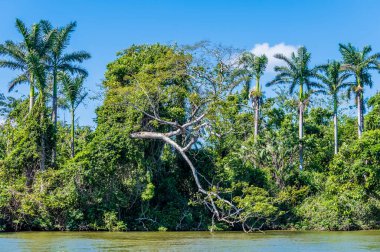Güneşli bir günde Belize 'deki Belize Nehri' nin kıyısındaki ağaçların görüntüsü.