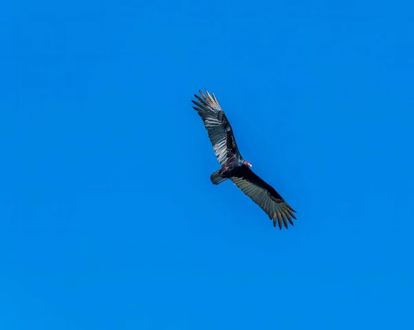 View Belize King Vulture Belize River Belize Sunny Day — Stock Photo, Image