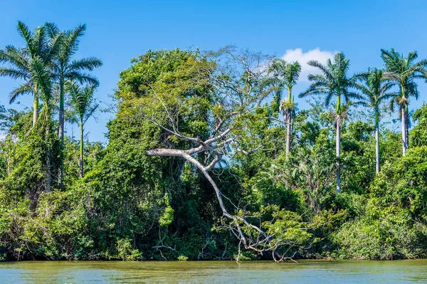 Uma Vista Dizer Árvores Nas Margens Rio Belize Belize Dia — Fotografia de Stock