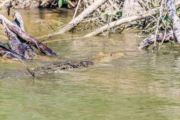 Uma Vista Crocodilo Morelets Nadando Rio Belize Belize Dia Ensolarado — Fotografia de Stock