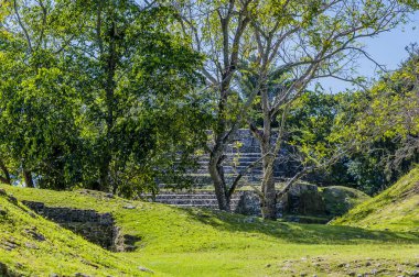 Güneşli bir günde Belize 'deki antik Maya şehrindeki bir tapınağa bakan bir manzara.