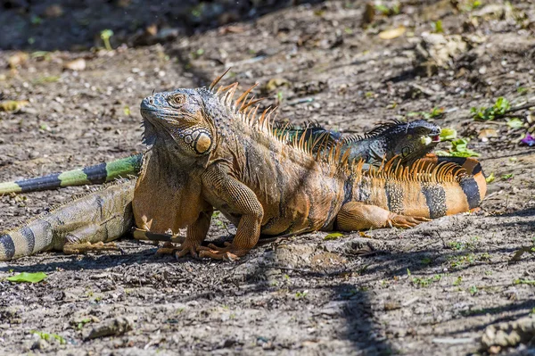 Uma Vista Uma Iguana Masculina Lado Rio Belize Belize Dia — Fotografia de Stock