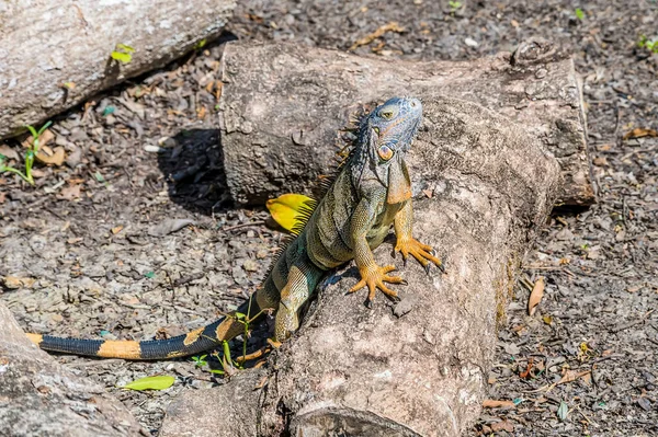 Uma Vista Uma Jovem Iguana Masculina Batendo Sol Lado Rio — Fotografia de Stock